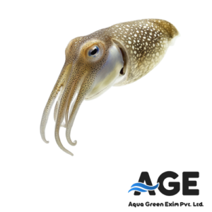 🦑 Cuttle Fish