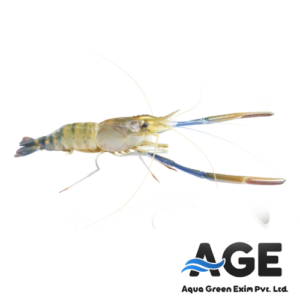 🦐 Freshwater Prawns