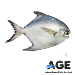 Pomfret (Black & Silver Varieties)
