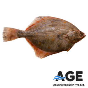 🐟 Sole Fish