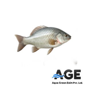 Tilapia