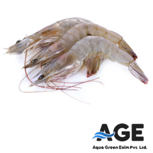 🦐 Vannamei Shrimps (Litopenaeus Vannamei)